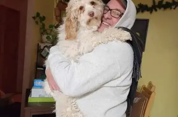 Help Find Clarence: Lost Cockapoo in Bethalto!