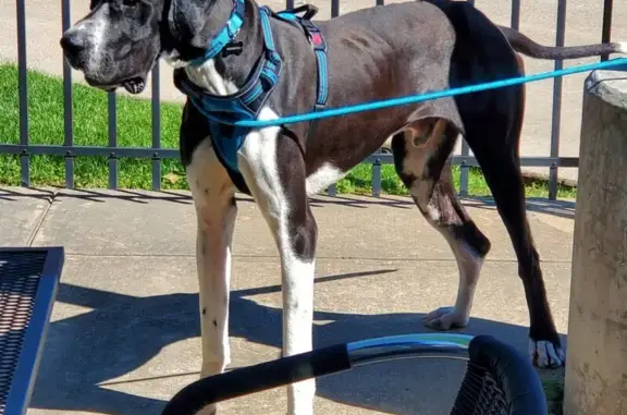 Lost Great Dane: Black & White - Waxwing Dr.