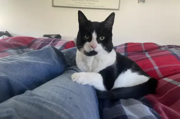 Lost Senior Cat in Silver Spring - Help!