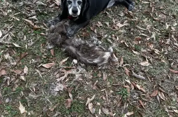 Help Find Tucker: Lost Black Beagle in McMinnville