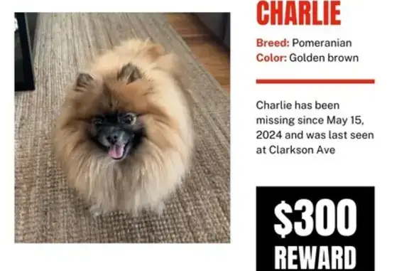 Help Find Charlie! Lost Dog in Elizabeth, NJ
