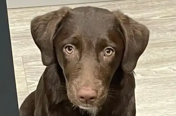 Labrador Chocolat Perdu - Segonzac - photo