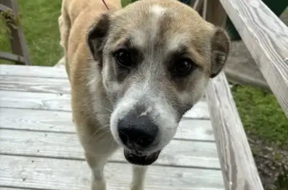 Lost Great Pyrenees Mix in Rogersville, TN!
