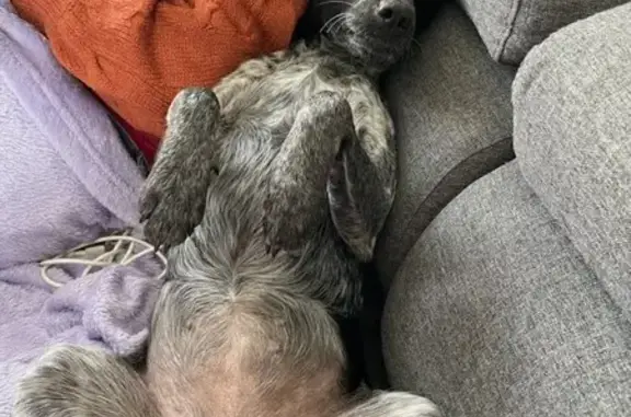Chien perdu , photo : Chien perdu à Jaunay-Marigny