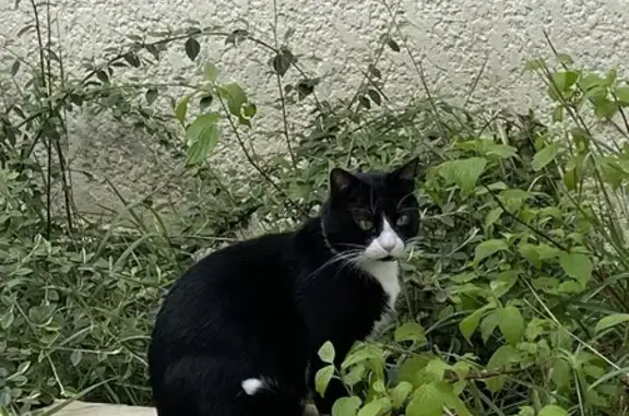 Chat perdu, Villeurbanne, photo: Chat perdu à Villeurbanne
