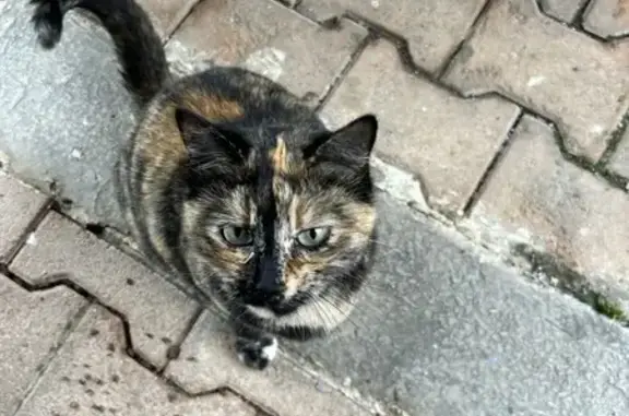 Chat câlin trouvé à Vétraz-Monthoux - photo