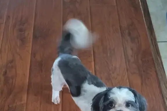 Lost Senior Shih Tzu in College Place, Houston!