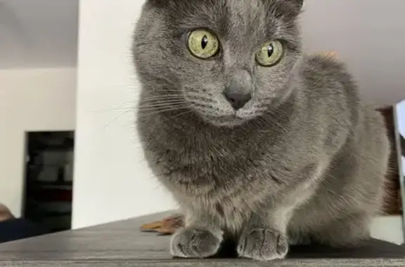 Animaux perdus Montgeron, photo: Chatte grise perdue à Montgeron