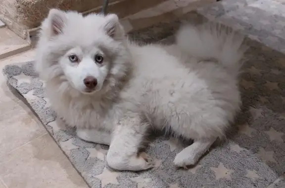 Animaux perdus Sainte-Savine, photo: Chiot Pomsky perdu à Ste-Savine