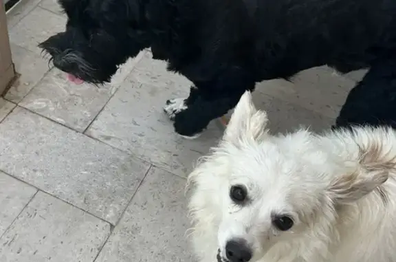 Found 2 Dogs in Bel Esprit, Phoenix - Help!