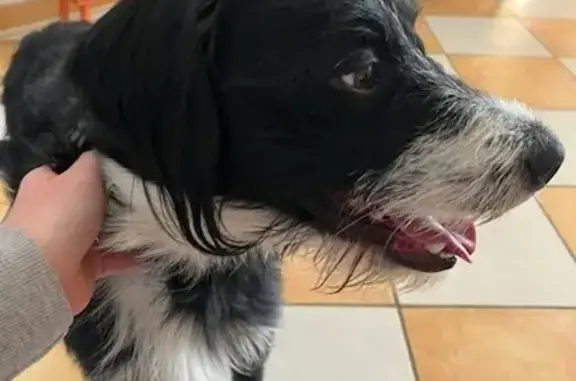 Chien noir et blanc perdu à Elbeuf - photo