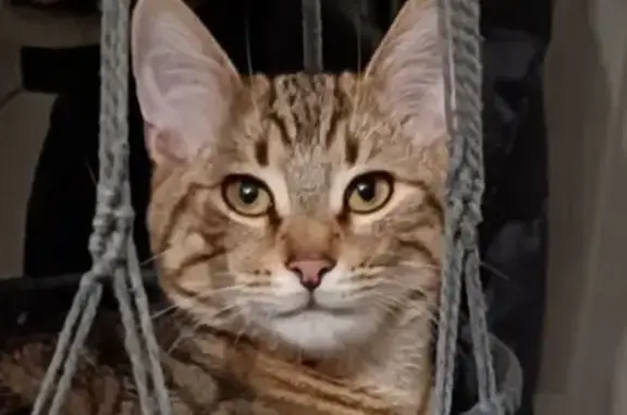 Animaux perdus Amiens, photo: Chat tigré perdu à Amiens
