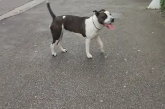 Animaux trouvés Vaulx-en-Velin, photo: Chienne pit bull trouvée à Vaulx
