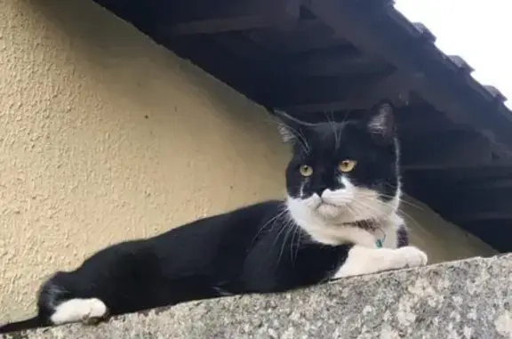 Animaux perdus , photo: Chat Tao perdu - Noir et Blanc
