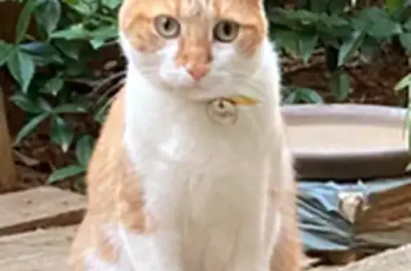 Animaux perdus Montpellier, photo: Chat roux perdu à Montpellier
