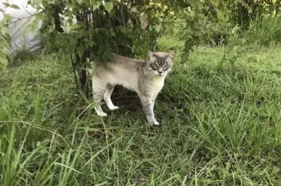 Lost Gray Manx Cat Mangol - Tailless & Missed!