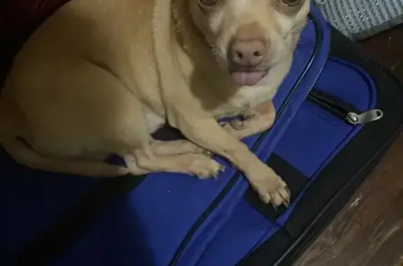 Lost Chihuahua: Tongue Out, Brown-Yellow!