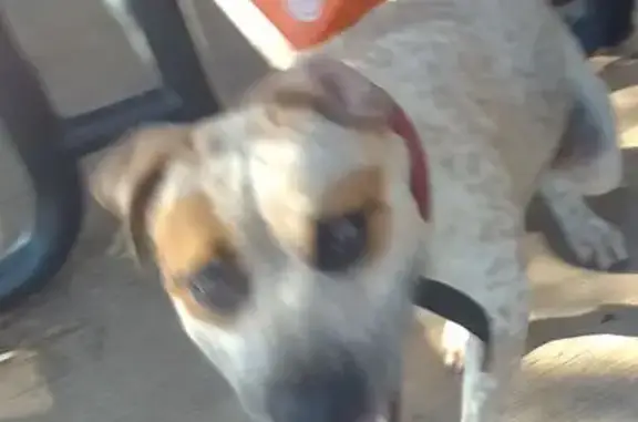 Lost Pup Arlo: Friendly Red Heeler in Adelaide!