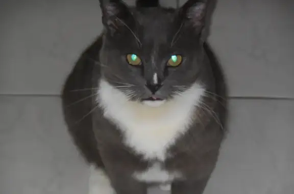Lost Grey & White Male Cat - Logan Area