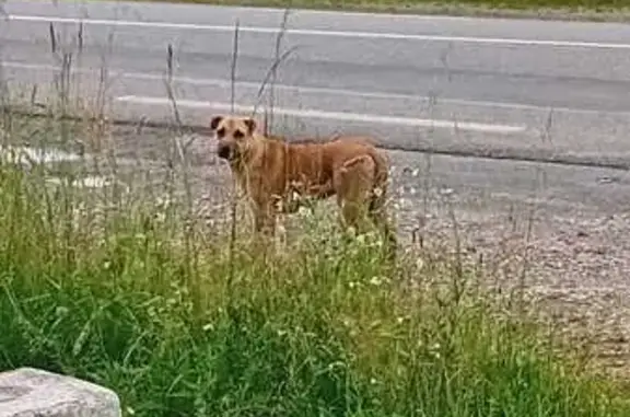 Chiot peureux trouvé à Communay - photo