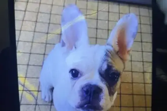 Chien perdu Épinal, photo : Chien perdu: Nila, bouledogue