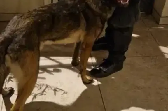 Malinois perdu à Alfortville - photo