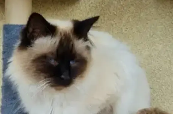 Animaux perdus , photo: Perdu: Samy, Birman, Loudes 01/05