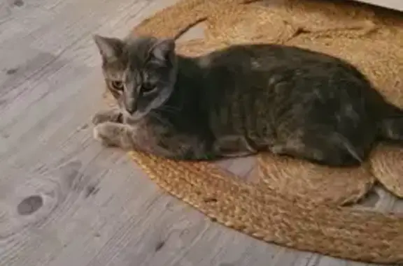 Animaux perdus Tours, photo: Chatte grise tigrée perdue
