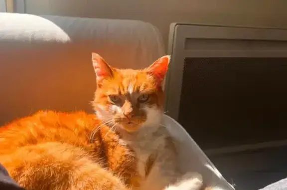 Chat perdu, Saint-Germain-du-Corbéis, photo: Chat Arlo perdu, vérifiez refuges