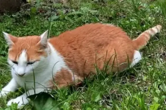 Chatte rousse Tromboline perdue - photo