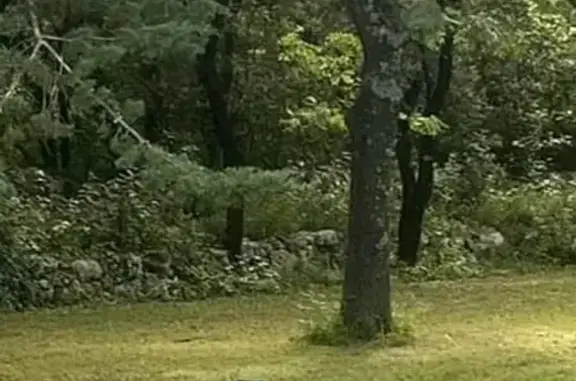 Trouvés: 2 chiens noirs craintifs - photo