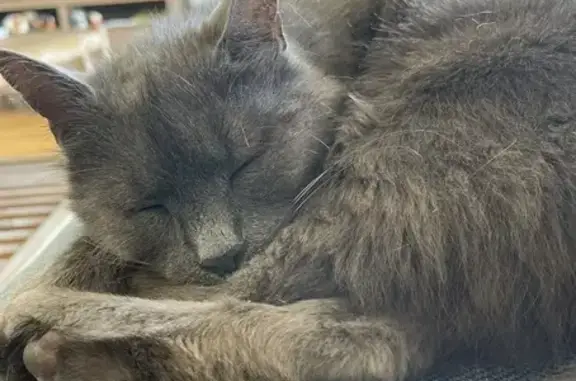 Chat gris âgé perdu à Erquinghem-Lys - photo