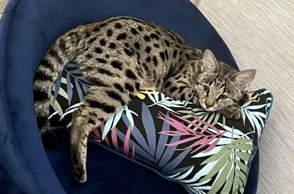 Animaux perdus Bordeaux, photo: Avis de recherche: Chat Lexi