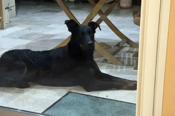 Animaux trouvés Allan, photo: Beauceronne noire trouvée à Allan