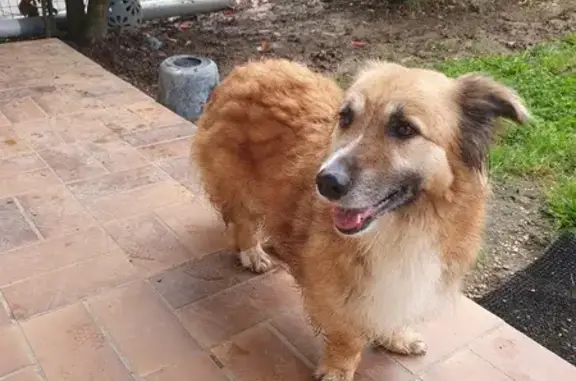 Chien perdu à Escoussans 1083 - photo