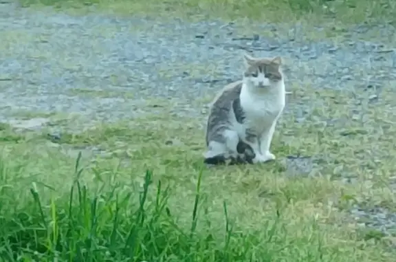 Chat égaré blanc et gris à Corzé - photo