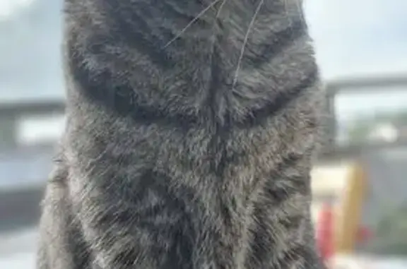 Chat perdu, Thonon-les-Bains, photo: Chat tigré perdu près de Letroz