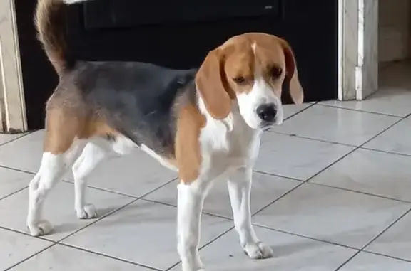 Animaux perdus Locon, photo: PAKUN, Beagle perdu à Locon