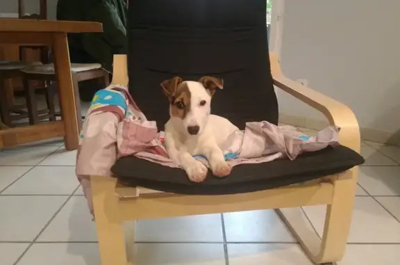 Chien Jack perdu - Rox, 2 ans - photo