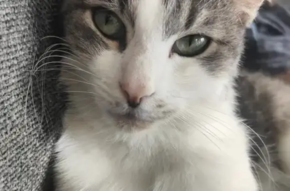 Chatte blanche/grise perdue à Mably - photo