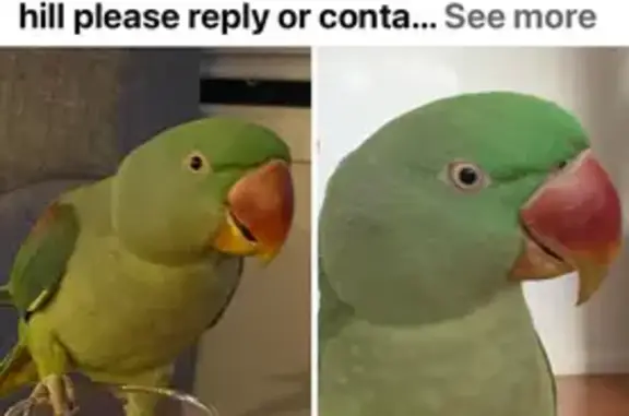 Help Find Kiwi! - Talking Alexandrian Parrot