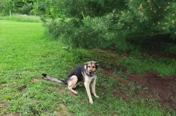 Found! Friendly Male German Shepherd on NCR 400E