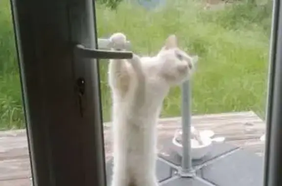 Animaux trouvés Nantes, photo: Chat marqué noir et blanc trouvé