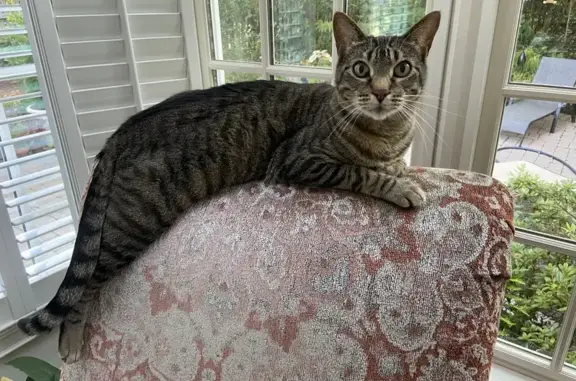 Lost Large Tabby Cat in Dunwoody - Help Find Benton!