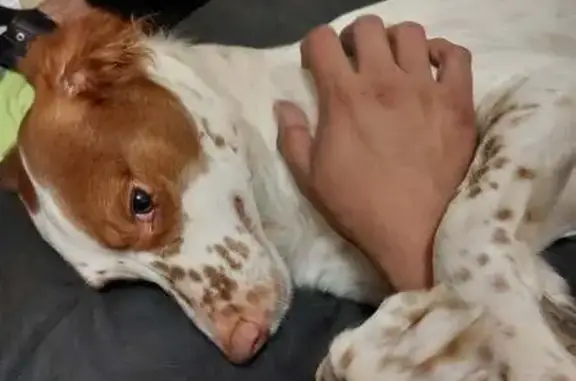 Lost Springer Spaniel - 103rd Ave Tolleson!