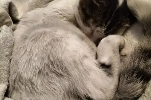 Chat blanc-gris trouvé à Thouars - photo