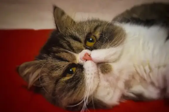 Animaux perdus , photo: Avis de recherche: Léonard, chat perdu