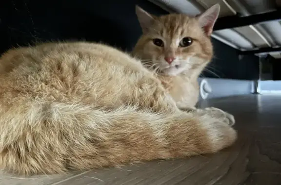 Chat blessé recueilli à Méjannes - photo