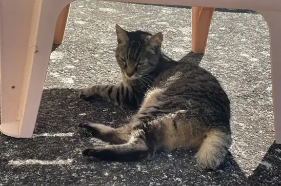 Animaux trouvés Louvigné-de-Bais, photo: Chaton sociable trouvé à Louvigné