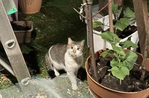 Lost Pet Alert: Clean Cat on East 26th St!